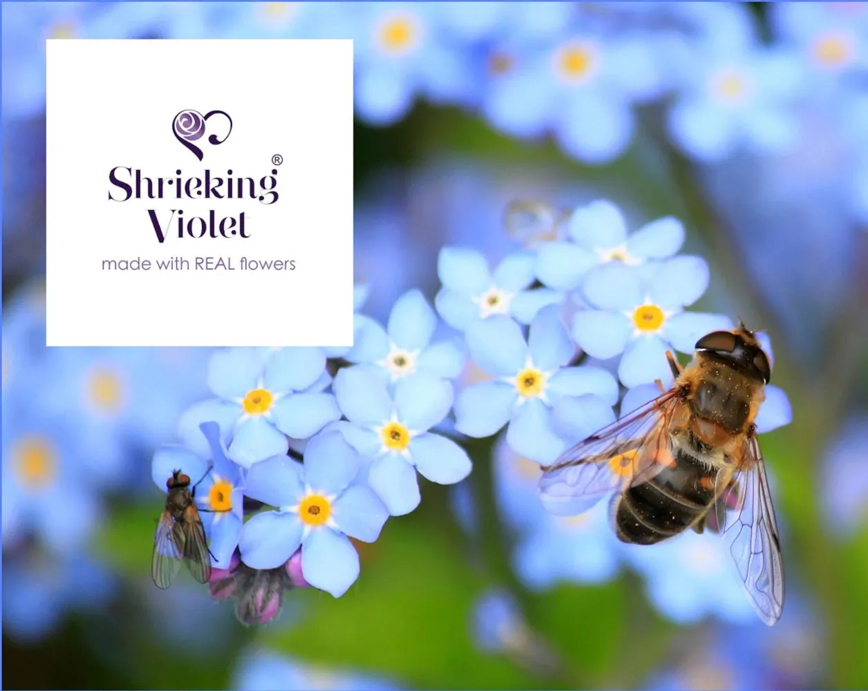 Shrieking Violet Real Flower Forget Me Not Drop Earrings FE01