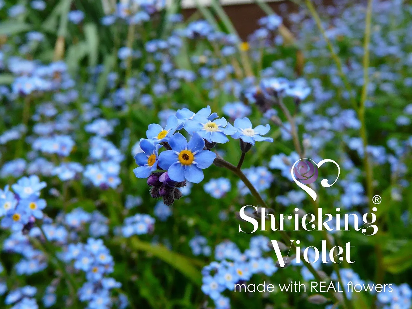 Shrieking Violet Real Flower Forget Me Not Drop Earrings FE01